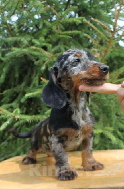 Собаки в Москве: Щенки таксы миниатюрной/кроличьей жш Мальчик, 45 000 руб. - фото 4