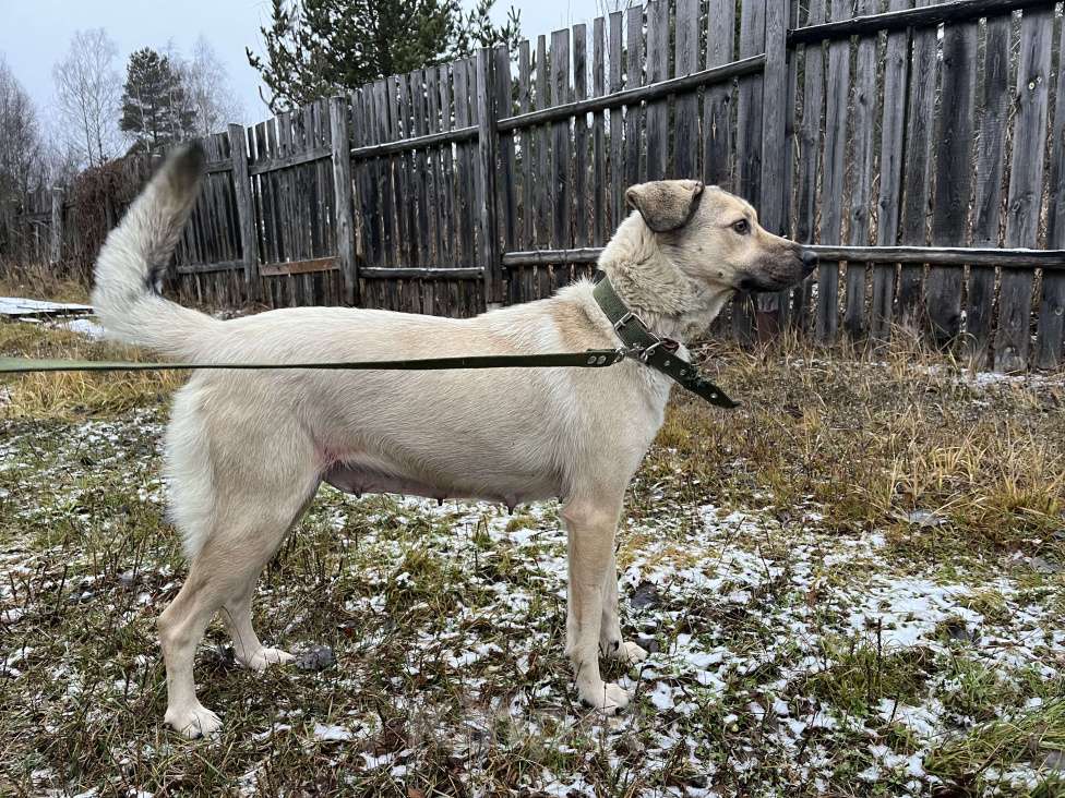 Собаки в Твери: Линда Девочка, Бесплатно - фото 3