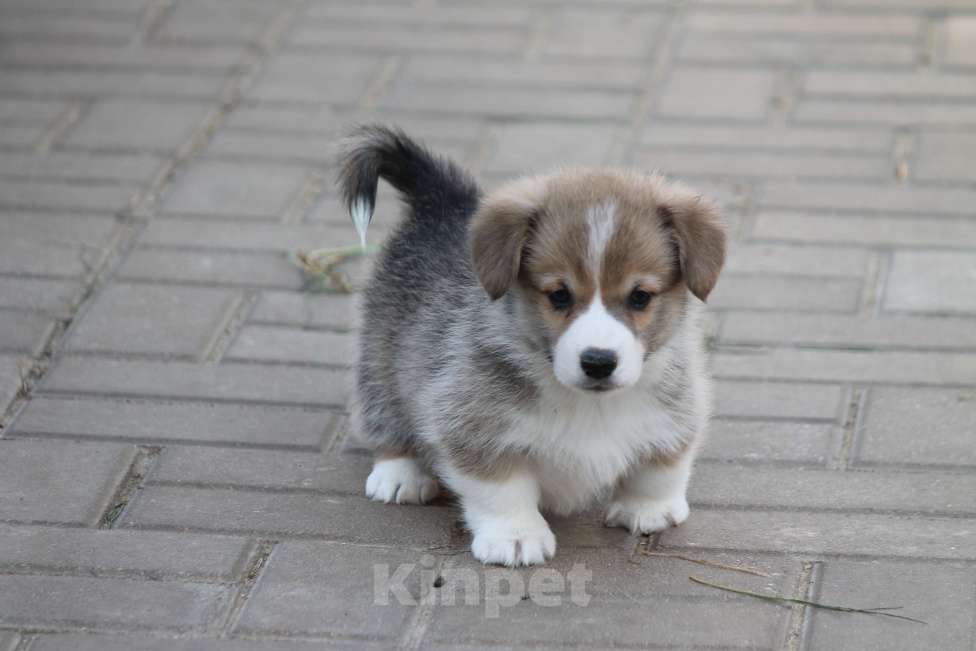 Собаки в Одинцово: Вельш Корги Пемброк Мальчик, 45 000 руб. - фото 1