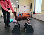 Собаки в Санкт-Петербурге: Вязка такса - юного чемпиона России, РКФ Мальчик, Бесплатно - фото 6