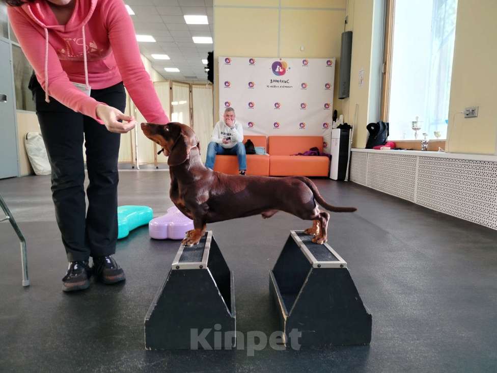 Собаки в Санкт-Петербурге: Вязка такса - юного чемпиона России, РКФ Мальчик, Бесплатно - фото 6