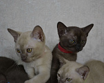 Кошки в Ковровом: Котята европейской бурмы Разнополые, Бесплатно - фото 1