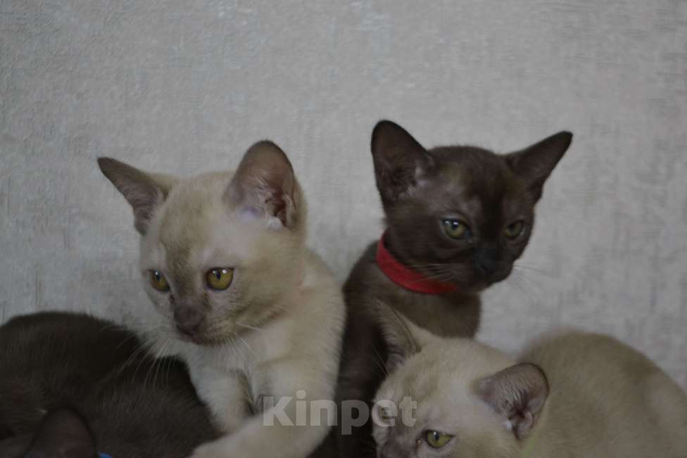 Кошки в Ковровом: Котята европейской бурмы Разнополые, Бесплатно - фото 1