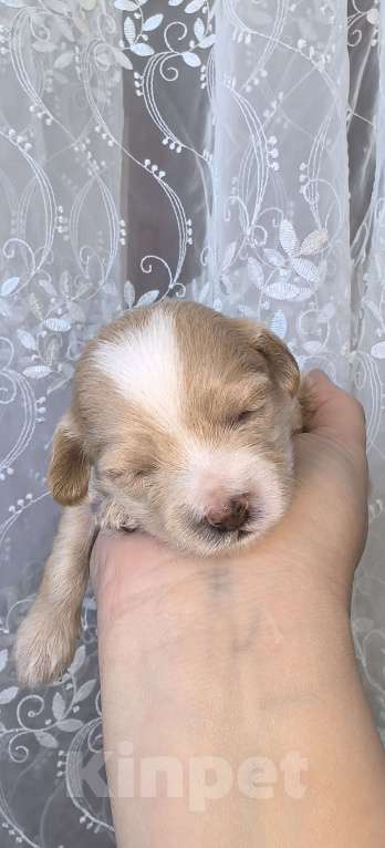 Собаки в Тюмени: Мальтипу f1 Девочка, 90 000 руб. - фото 1