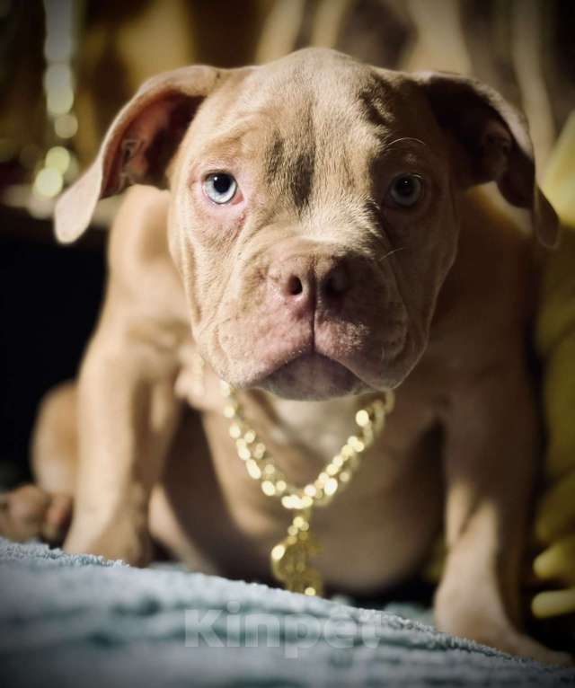 Собаки в Москве: Американский булли щенок Мальчик, 150 000 руб. - фото 1