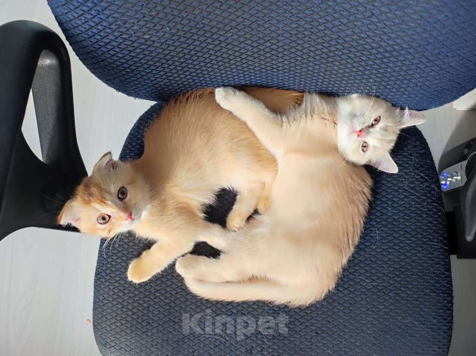 Кошки в Краснодаре: Рыжий котик Мальчик, 5 000 руб. - фото 3