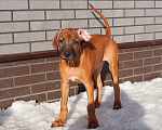 Собаки в Москве: Мальчик родезийского риджбека Мальчик, Бесплатно - фото 8