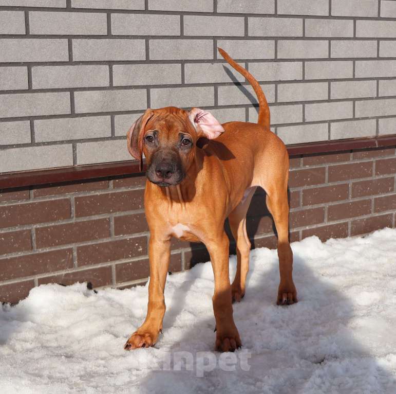 Собаки в Москве: Мальчик родезийского риджбека Мальчик, Бесплатно - фото 8