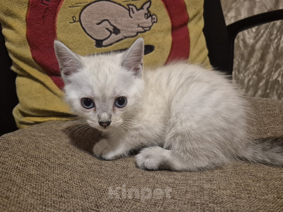 Кошки в Дедовске: Котята ,мальчики ,в добрые руки Мальчик, Бесплатно - фото 8