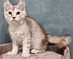 Кошки в Мытищах: Котёнок Мейн-кун Девочка, 40 000 руб. - фото 10