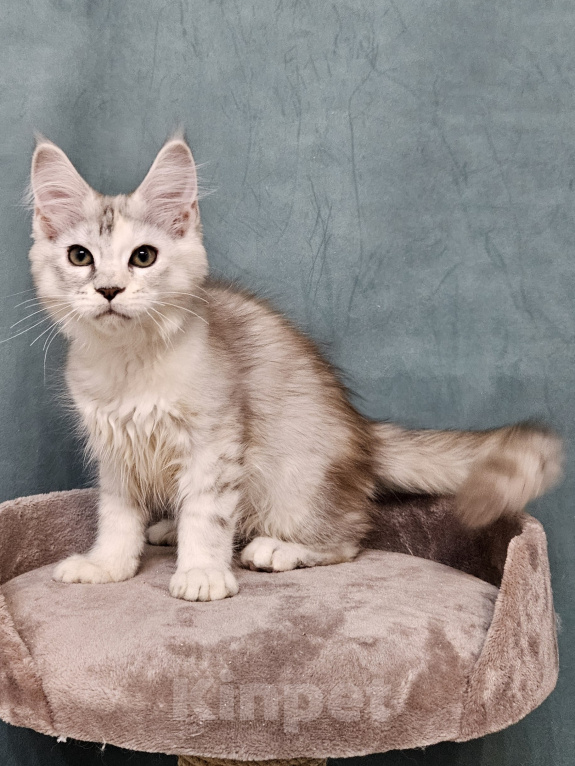 Кошки в Мытищах: Котёнок Мейн-кун Девочка, 40 000 руб. - фото 10
