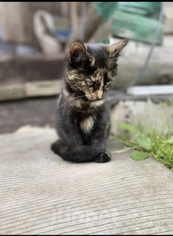 Кошки в Санкт-Петербурге: Котята в добрые руки Разнополые, Бесплатно - фото 1