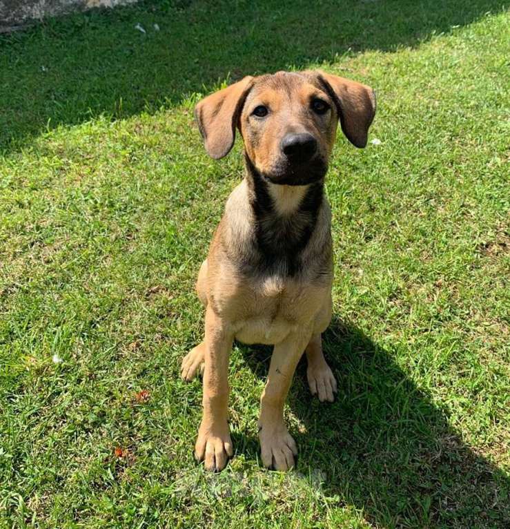 Собаки в Санкт-Петербурге: Щенок с породистыми чертами и спокойным характером Девочка, Бесплатно - фото 3