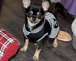 Собаки в Москве: Девочка чихуахуа Девочка, 55 000 руб. - фото 3