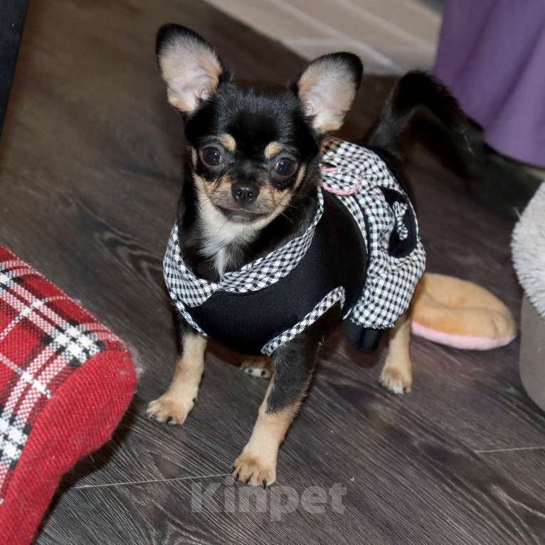 Собаки в Москве: Девочка чихуахуа Девочка, 55 000 руб. - фото 3