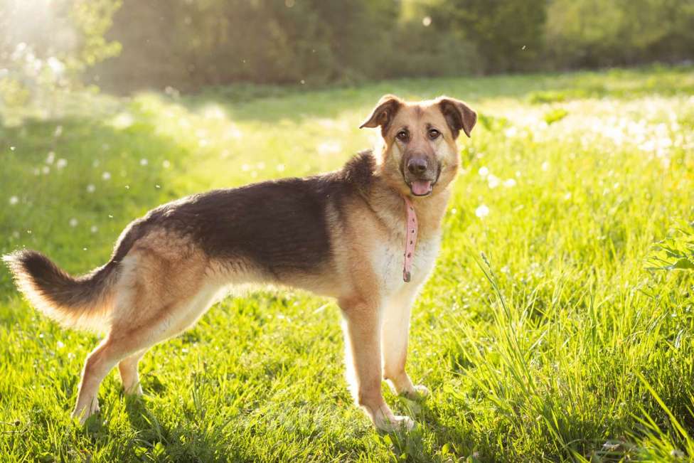 Собаки в Москве: Метис в добрые руки! Девочка, очень умная Девочка, Бесплатно - фото 2