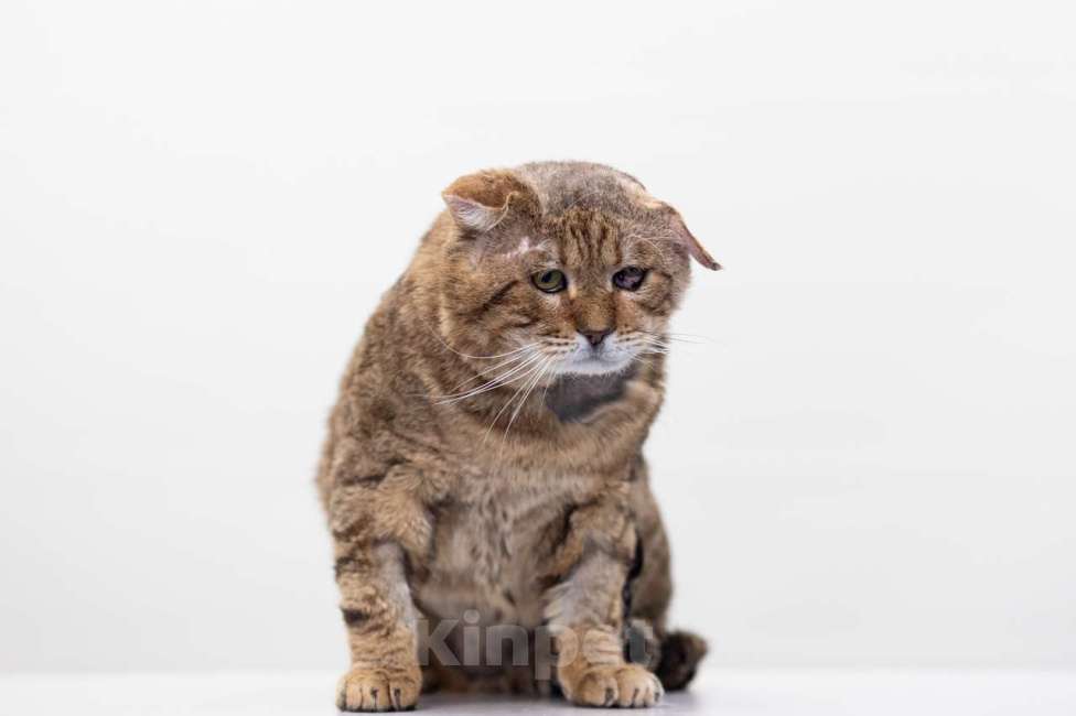 Кошки в Москве: кот Грюм в добрые руки Мальчик, Бесплатно - фото 2