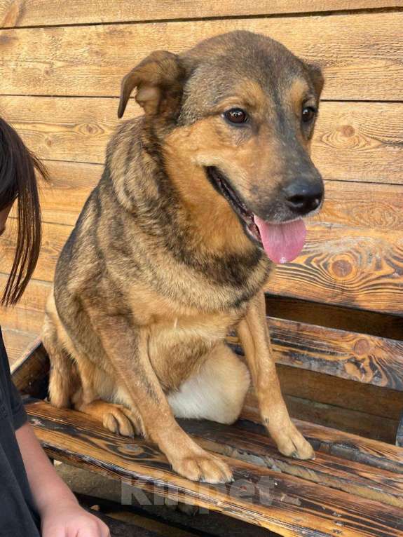 Собаки в Владимире: Девочка в добрые руки Девочка, Бесплатно - фото 1