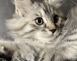 Кошки в Челябинске: Котенок Курильский бобтейл Девочка, 35 000 руб. - фото 4