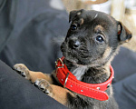 Собаки в Краснодаре: Отдам щенка, 2 месяца Мальчик, 10 руб. - фото 5