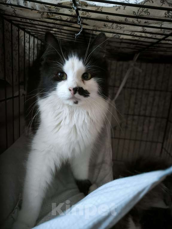 Кошки в Санкт-Петербурге: Два брата шикарнейшие добряки Мальчик, 100 руб. - фото 5