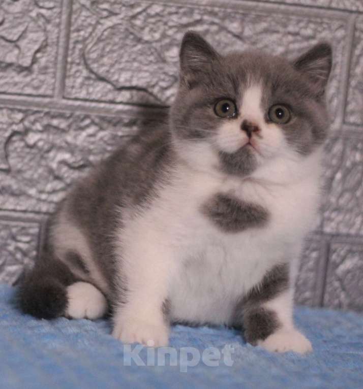 Кошки в Магнитогорске: Willie Marshmallow  Мальчик, 30 000 руб. - фото 1