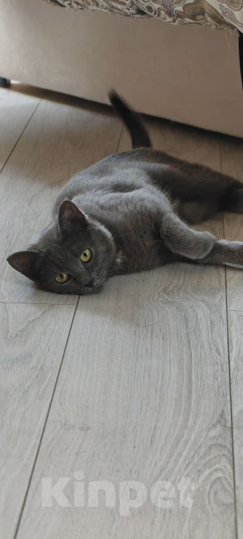 Кошки в Москве: Очаровательная кошколапочка!  Девочка, Бесплатно - фото 6