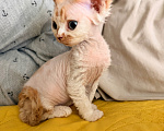 Кошки в Томске: Кошечка девонрекс Девочка, 65 000 руб. - фото 7