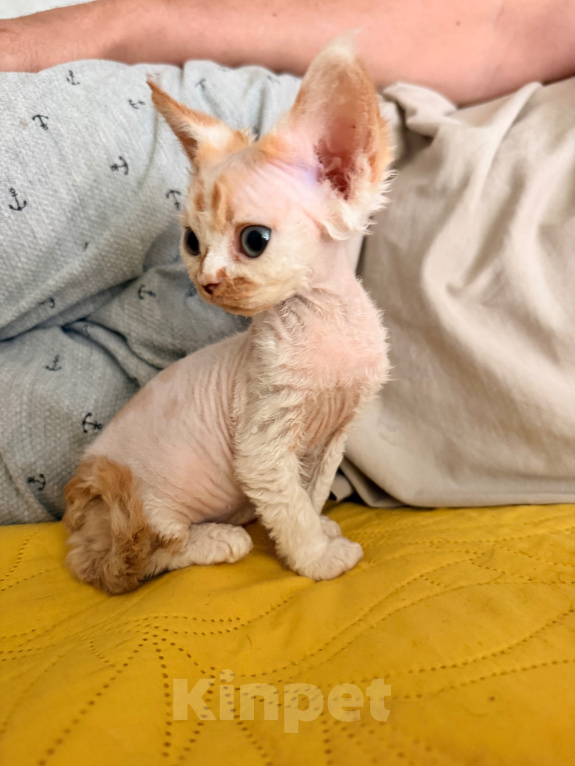 Кошки в Томске: Кошечка девонрекс Девочка, 65 000 руб. - фото 7