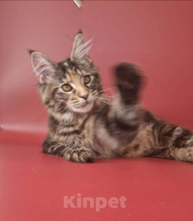 Кошки в Уфе: Девочка мейн-кун 5 мес  Девочка, 40 000 руб. - фото 3