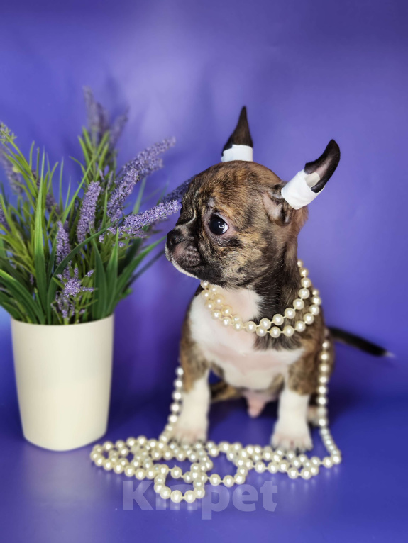 Собаки в Москве: Чихуахуа Кобби мальчик Мальчик, 20 000 руб. - фото 5