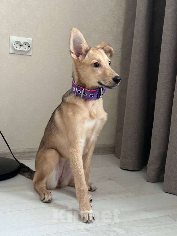 Собаки в Уфе: Щенок Девочка, 300 руб. - фото 4