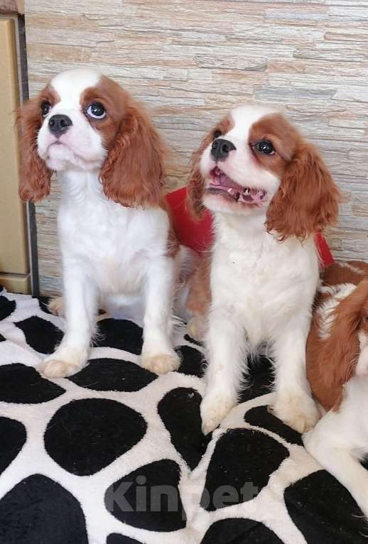 Собаки в Москве: Щенки Кавалер Кинг Чарльз спаниель . Мальчик, 85 000 руб. - фото 2