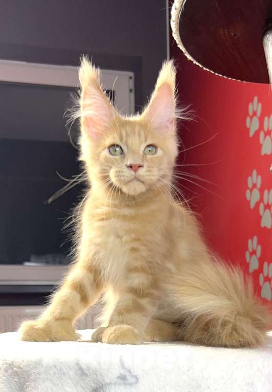 Кошки в Москве: Котенок мейнкун полидакт,  кот Мальчик, Бесплатно - фото 1