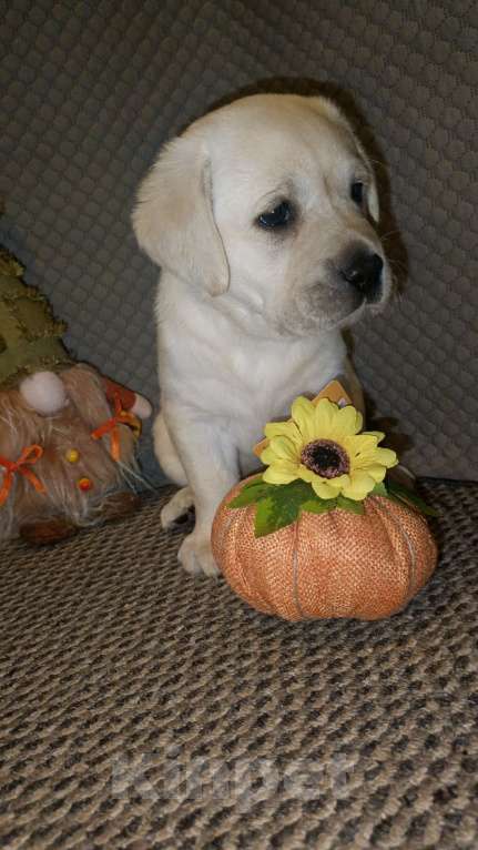 Собаки в Воронеже: Девочка Лабрадора документы РКФ Девочка, 50 000 руб. - фото 2