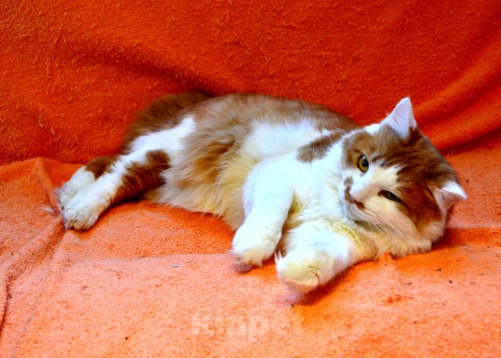 Кошки в Санкт-Петербурге: Большой роскошный ласковый котяра-лев Мальчик, Бесплатно - фото 3