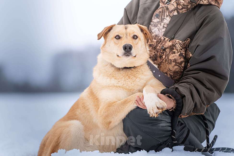 Собаки в Клине: Линдси - ладная собачка Девочка, Бесплатно - фото 6