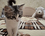 Кошки в Саратове: Котенок Ириска ищет дом Девочка, Бесплатно - фото 1