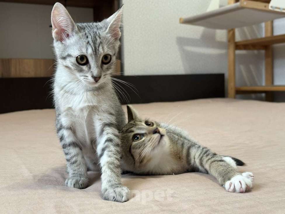 Кошки в Москве: Котятки ищут семью - любящих и добрых хозяев Мальчик, Бесплатно - фото 4