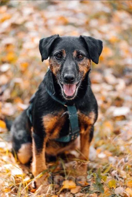 Собаки в Москве: Метис ягдтерьера в добрые руки Мальчик, Бесплатно - фото 8