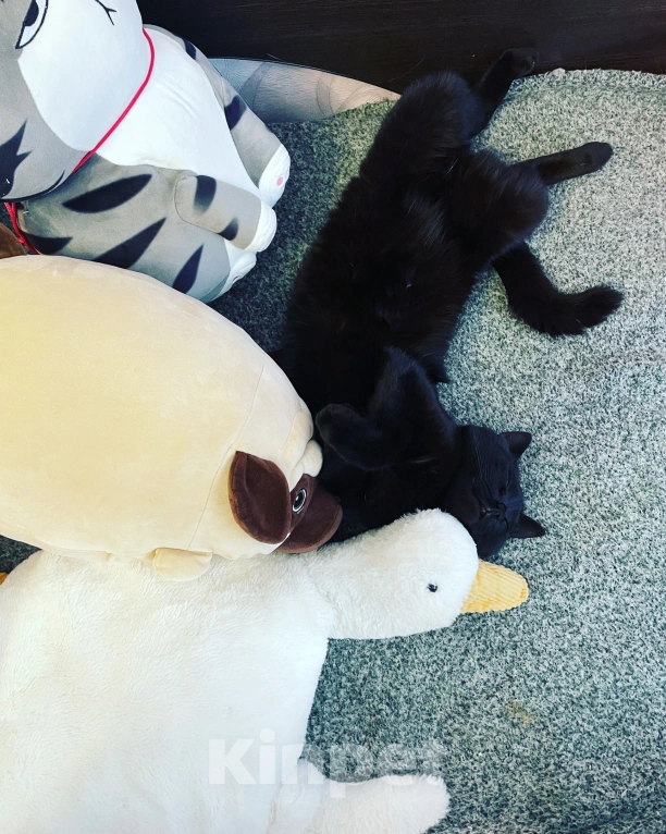 Кошки в Подольске: Отдаем кота в добрые руки  Мальчик, Бесплатно - фото 4