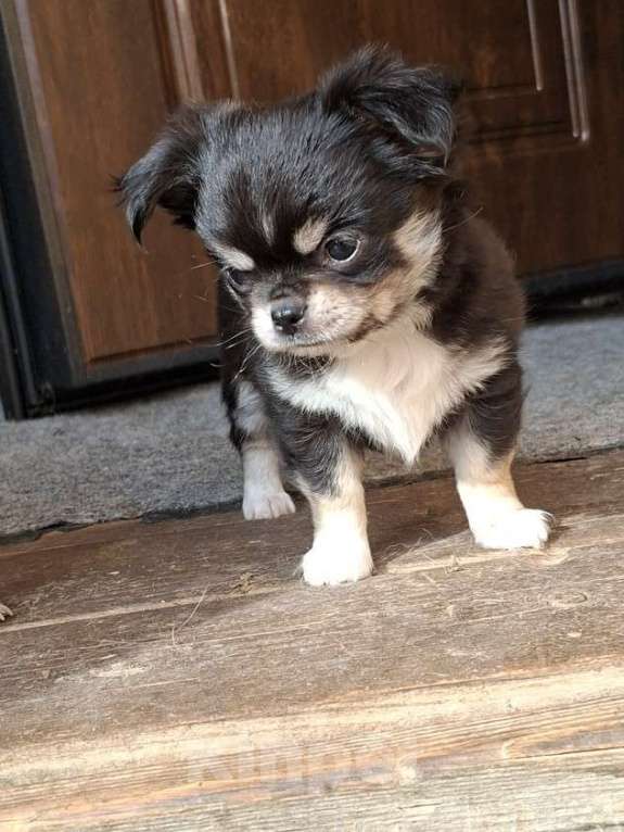 Собаки в других городах Калужской области: Мальчик триколор Мальчик, 50 000 руб. - фото 3