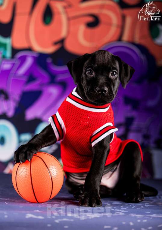 Собаки в Ульяновске: Американский питбультерьер, щенок Мальчик, Бесплатно - фото 8