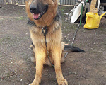 Собаки в Новотроицке: Вязка, 1 руб. - фото 2