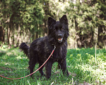Собаки в Клине: Овчарка Грей Мальчик, Бесплатно - фото 1