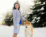 Собаки в Ярославле: Акита ину Мальчик, 10 руб. - фото 2
