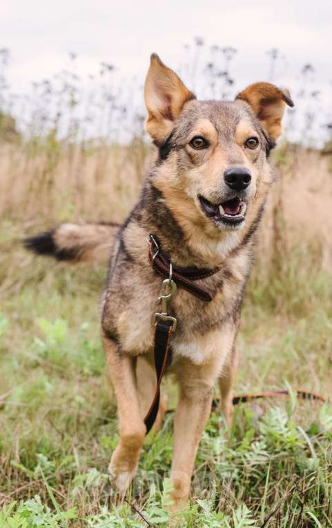 Собаки в Москве: Персей, идеальный компаньон Мальчик, Бесплатно - фото 3