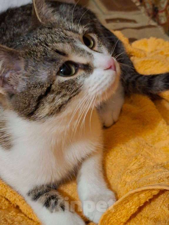 Кошки в Москве: Котенок Мисси ищет дом Девочка, Бесплатно - фото 1