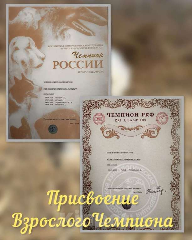 Собаки в Владивостоке: Щенки Бишон Фризе с родословной, гарантией здоровья и поддержкой навсегда! Девочка, 120 000 руб. - фото 3