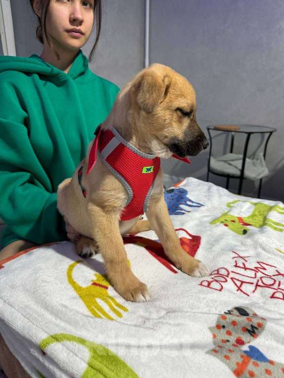 Собаки в Химках: Мальчик Мальчик, Бесплатно - фото 2